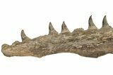 Fossil Mosasaur (Platecarpus) Upper Jaw w/ Teeth - Kansas #207901-5